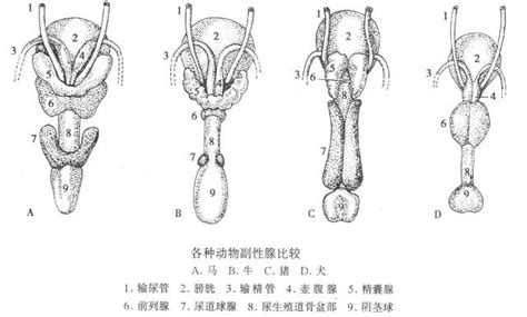 狼生殖器|斯堪的纳维亚雄性灰狼（犬狼疮）的生殖器官特征和生殖潜力估。